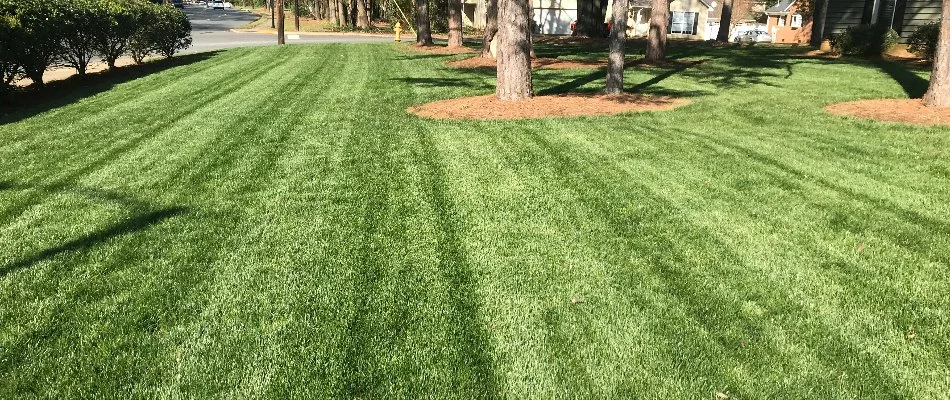 Healthy lawn in Mecklenburg County, NC, with striping and trees.