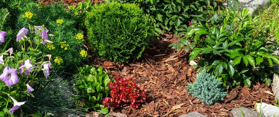 Weed-free landscape bed in Charlotte, NC, with plants.