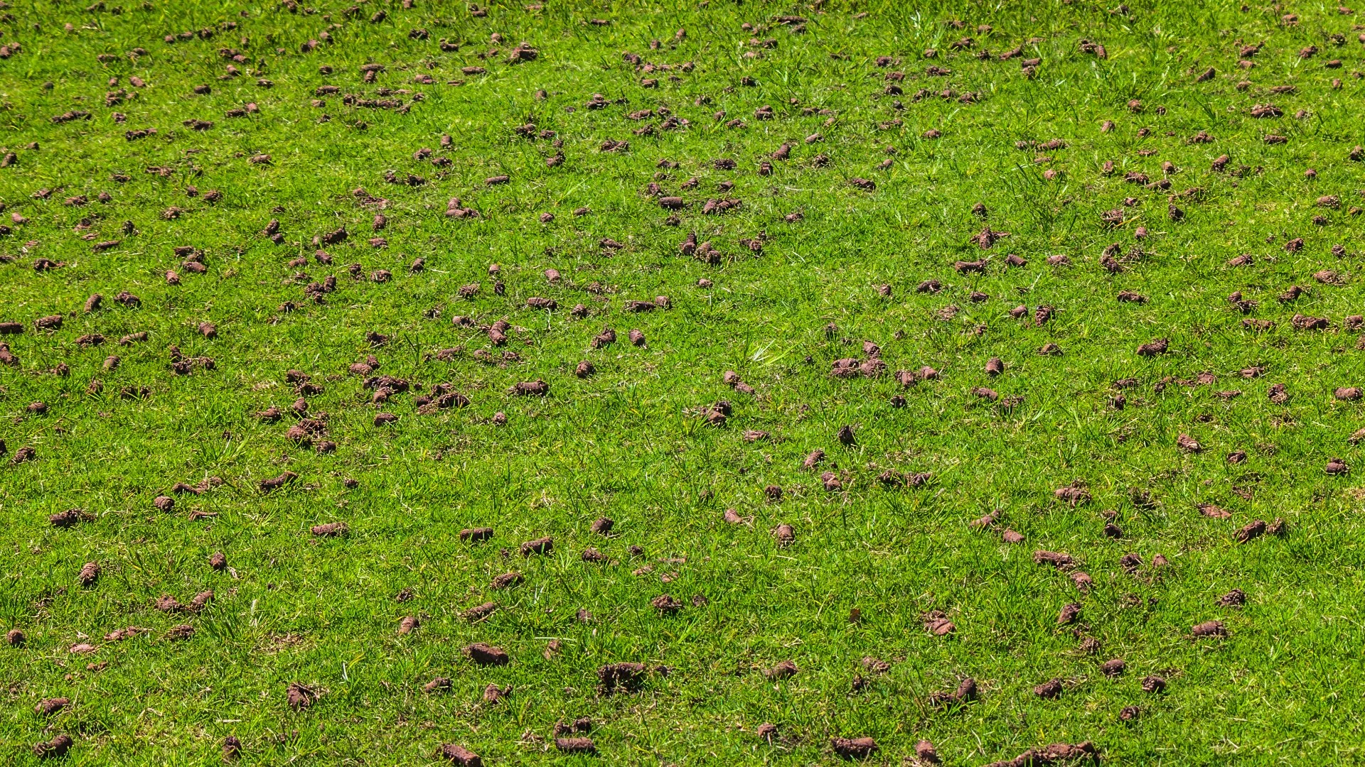 Aeration holes on lawn in Matthews, NC.