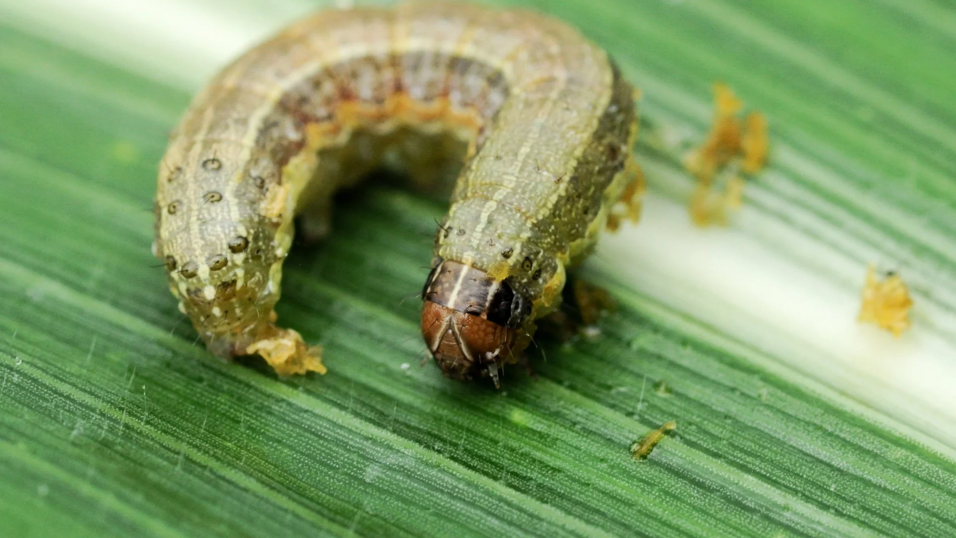 Armyworm on a grass blade feeding on the lawn in Charlotte, NC.