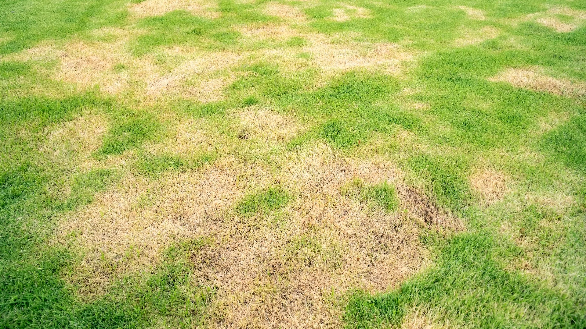 Brown patch lawn disease at a Huntersville, NC property.