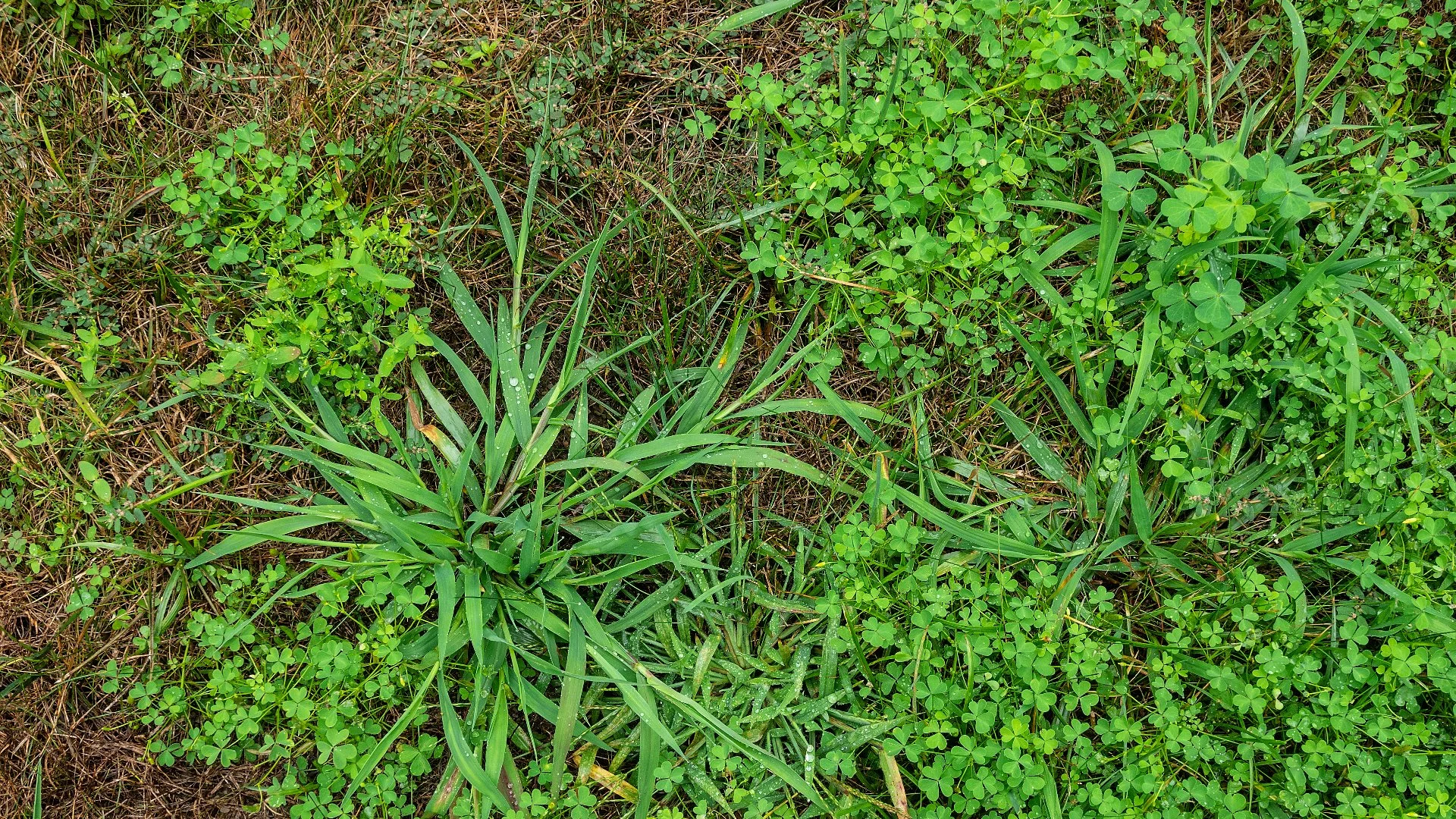 Crabgrass weeds being treated in Charlotte, NC.