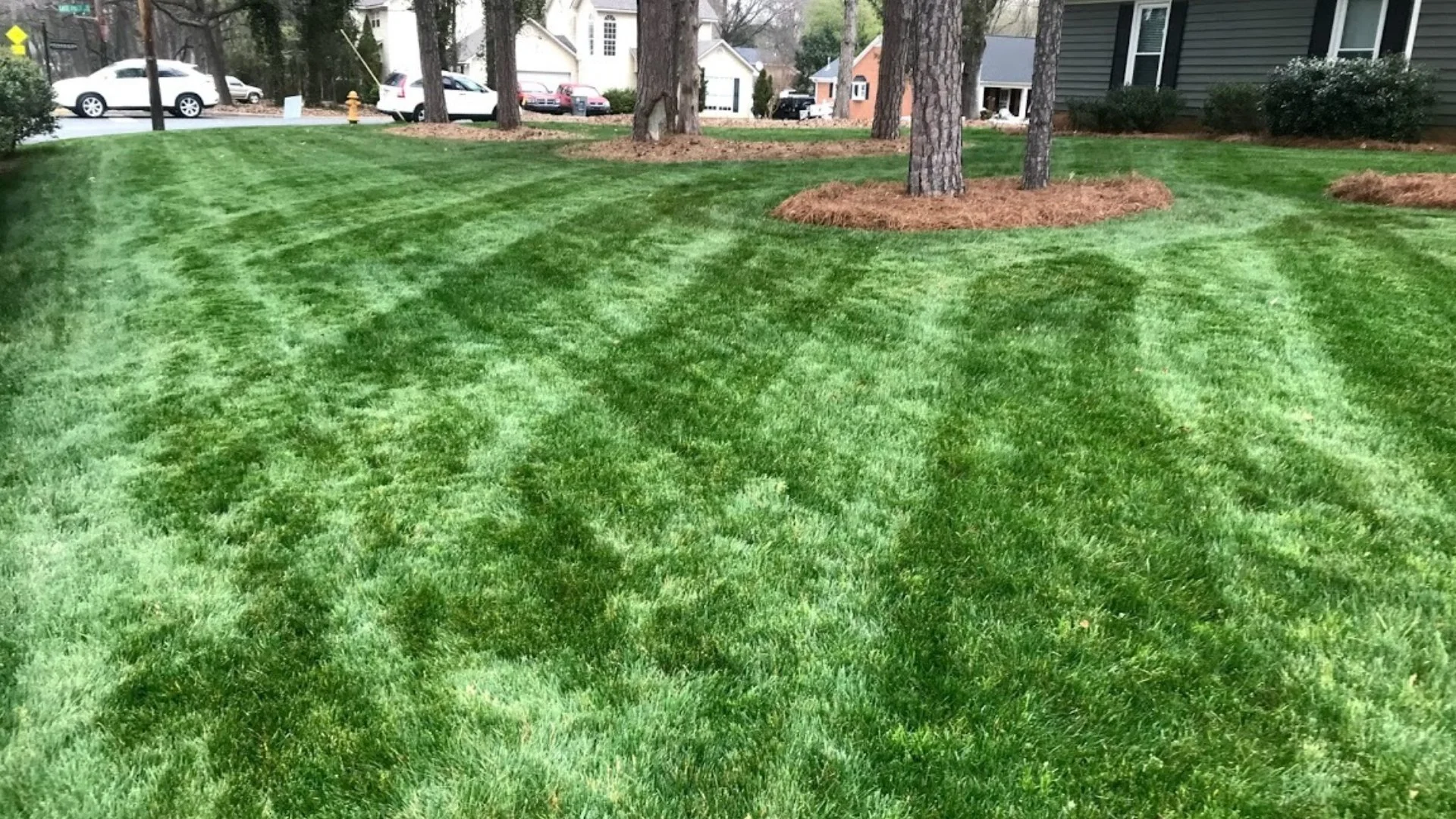 Dark green front lawn in Charlotte, NC.