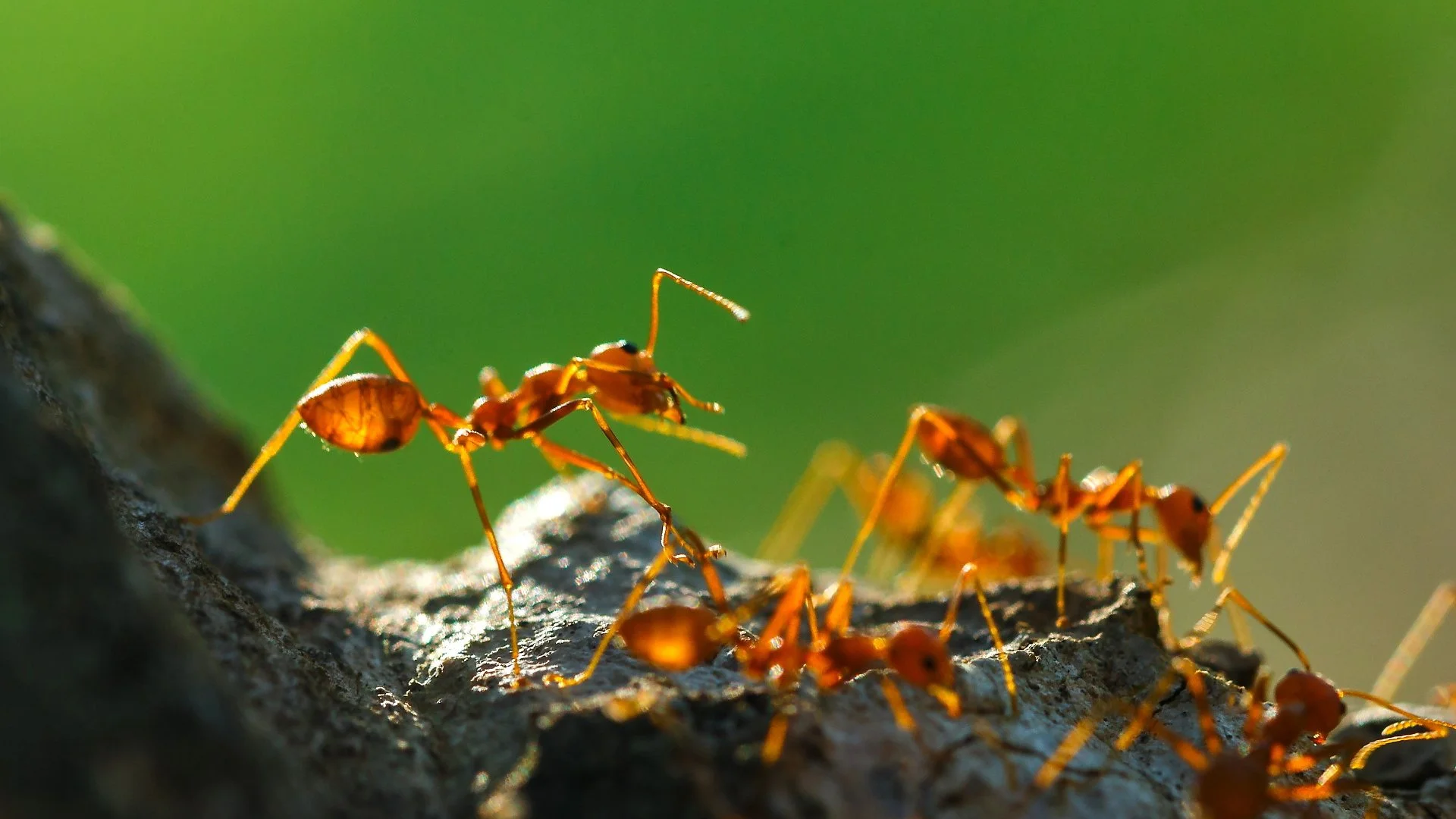 Fire Ant Treatments - How Long Do They Stay Effective?