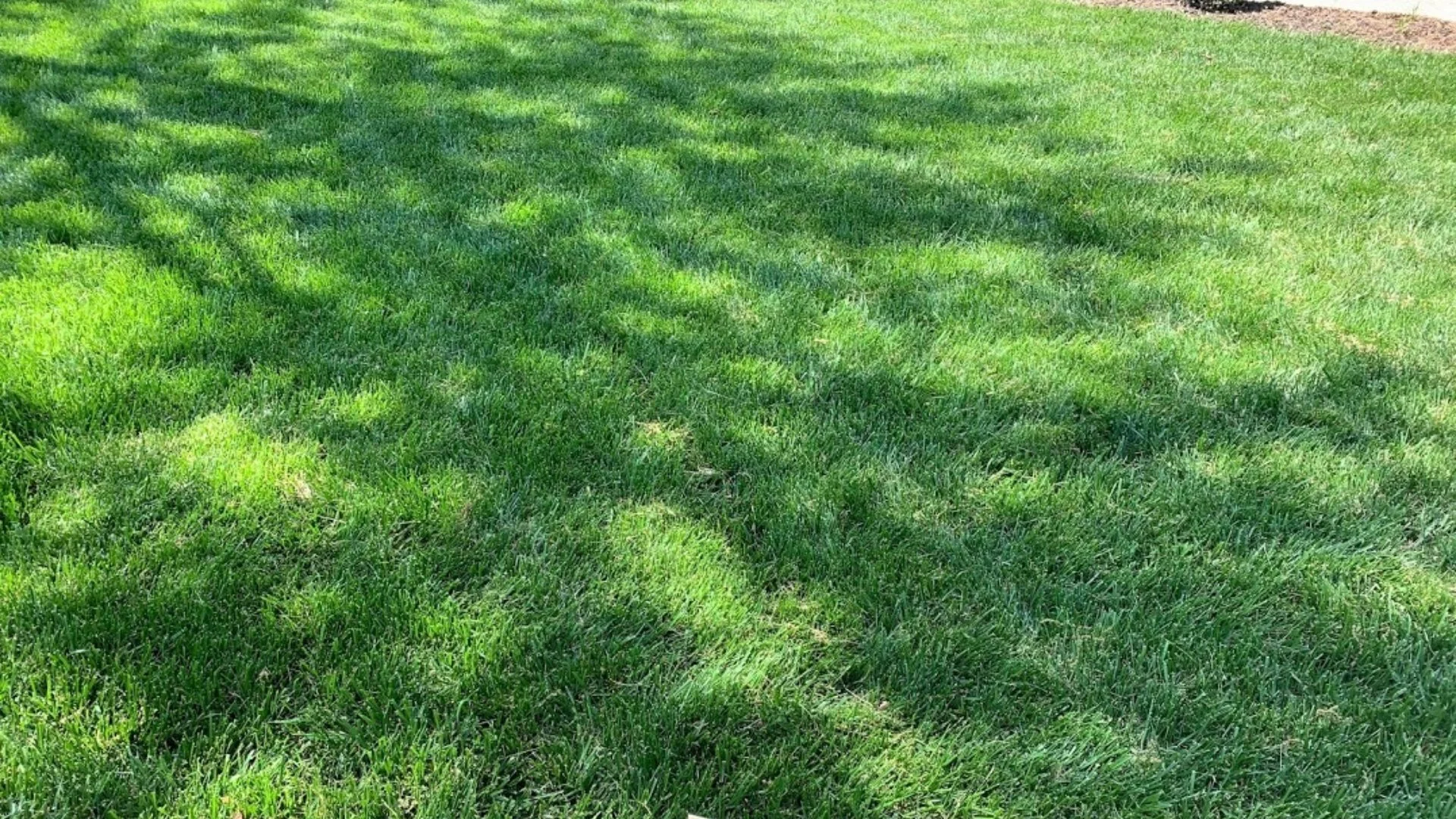 Green grass in partial shade in Charlotte, NC.