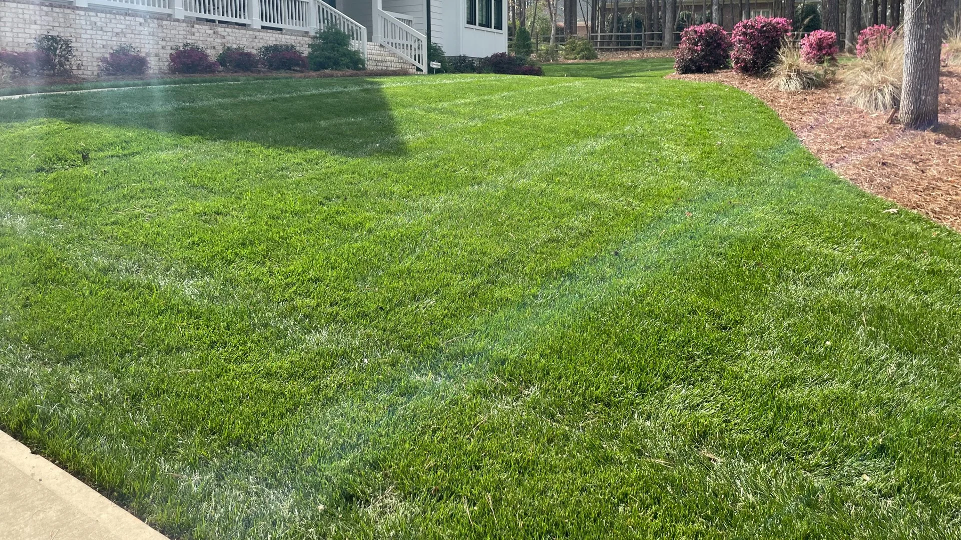 Healthy, lush green front lawn in a residential neighborhood in Charlotte, NC .