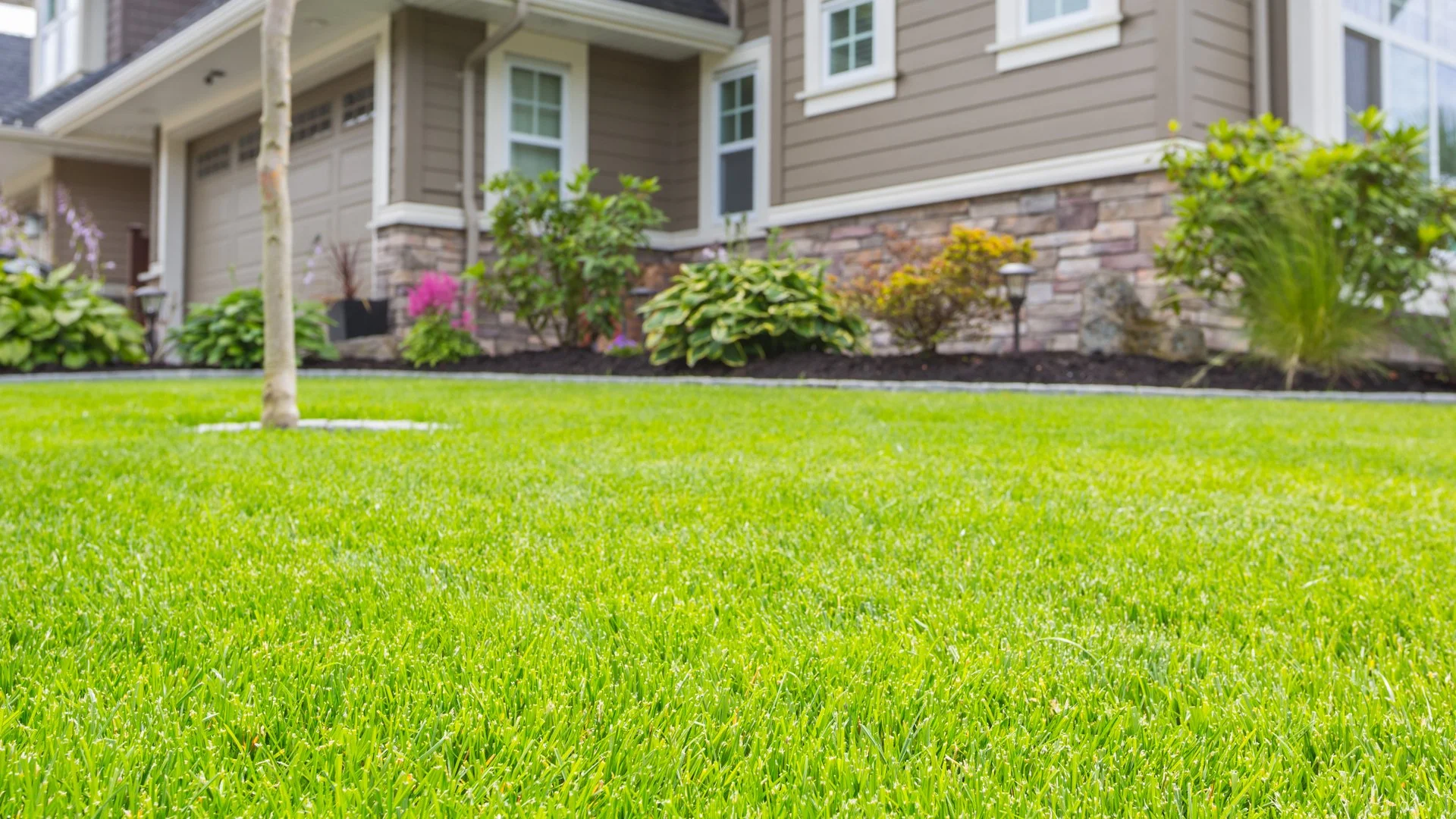 Healthy yard in Matthews, NC with lawn care service.