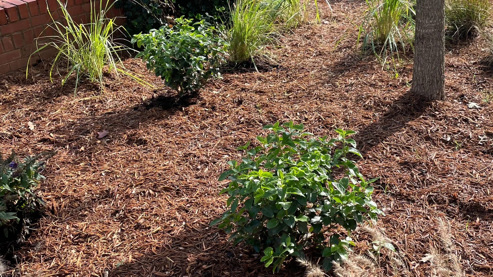 Does Mulch Need to Be Refreshed?