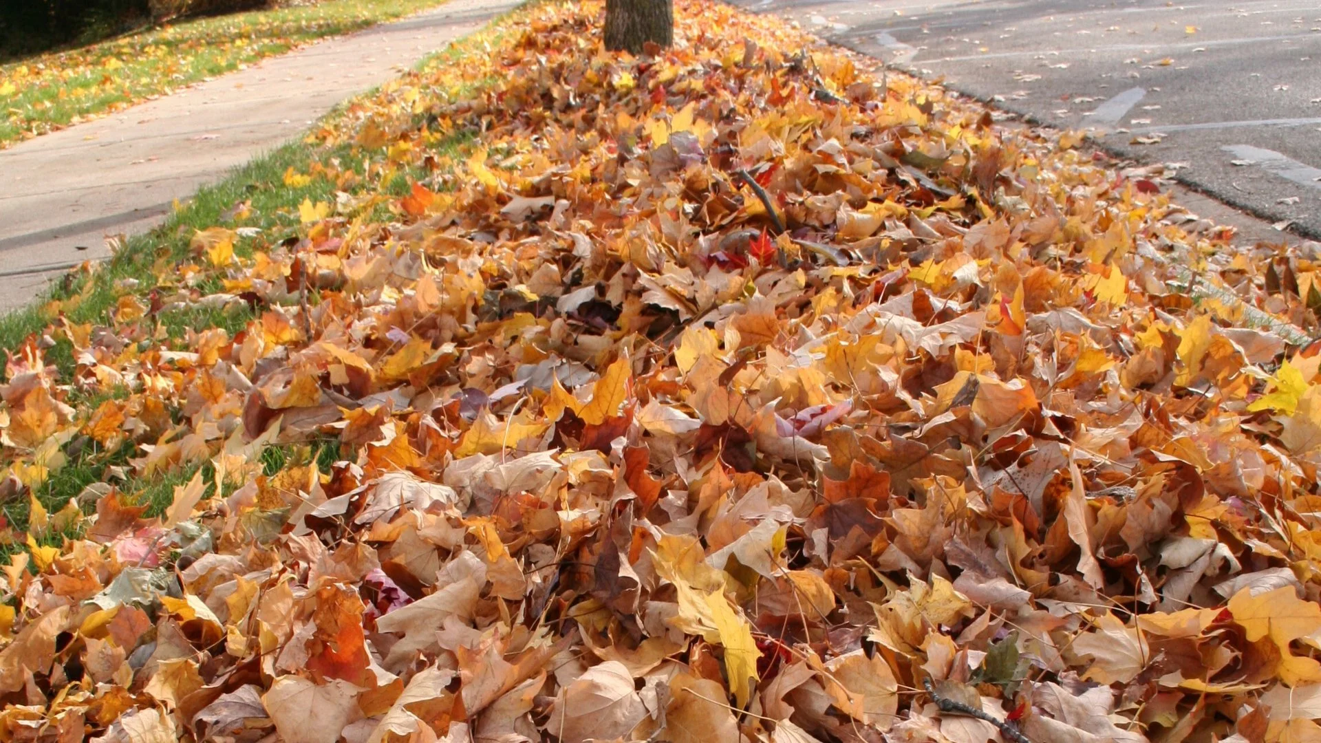 Leaves cover grass in front of pole.