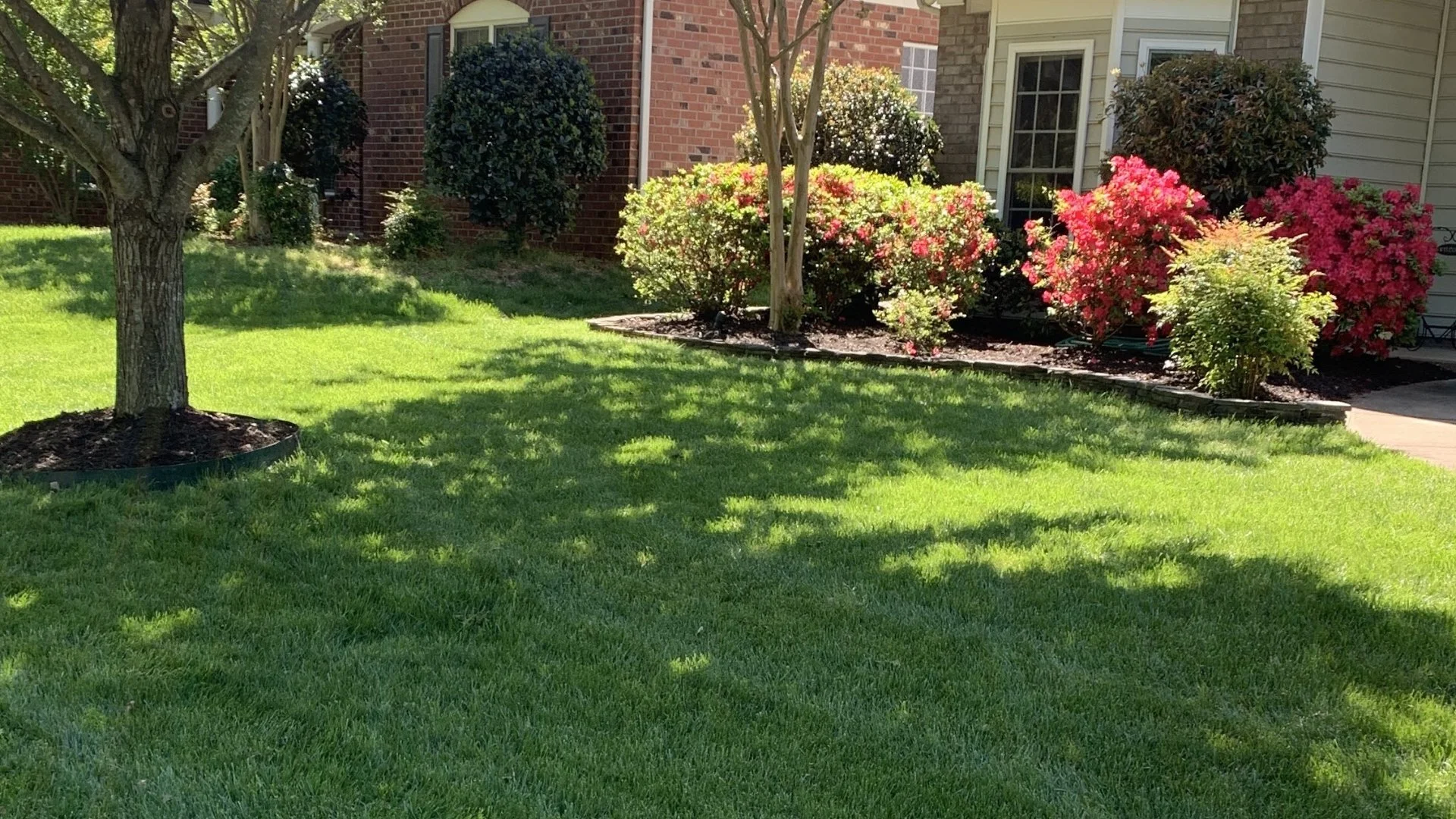 Vibrant green grass growing near neatly trimmed shrubs in Charlotte, NC.