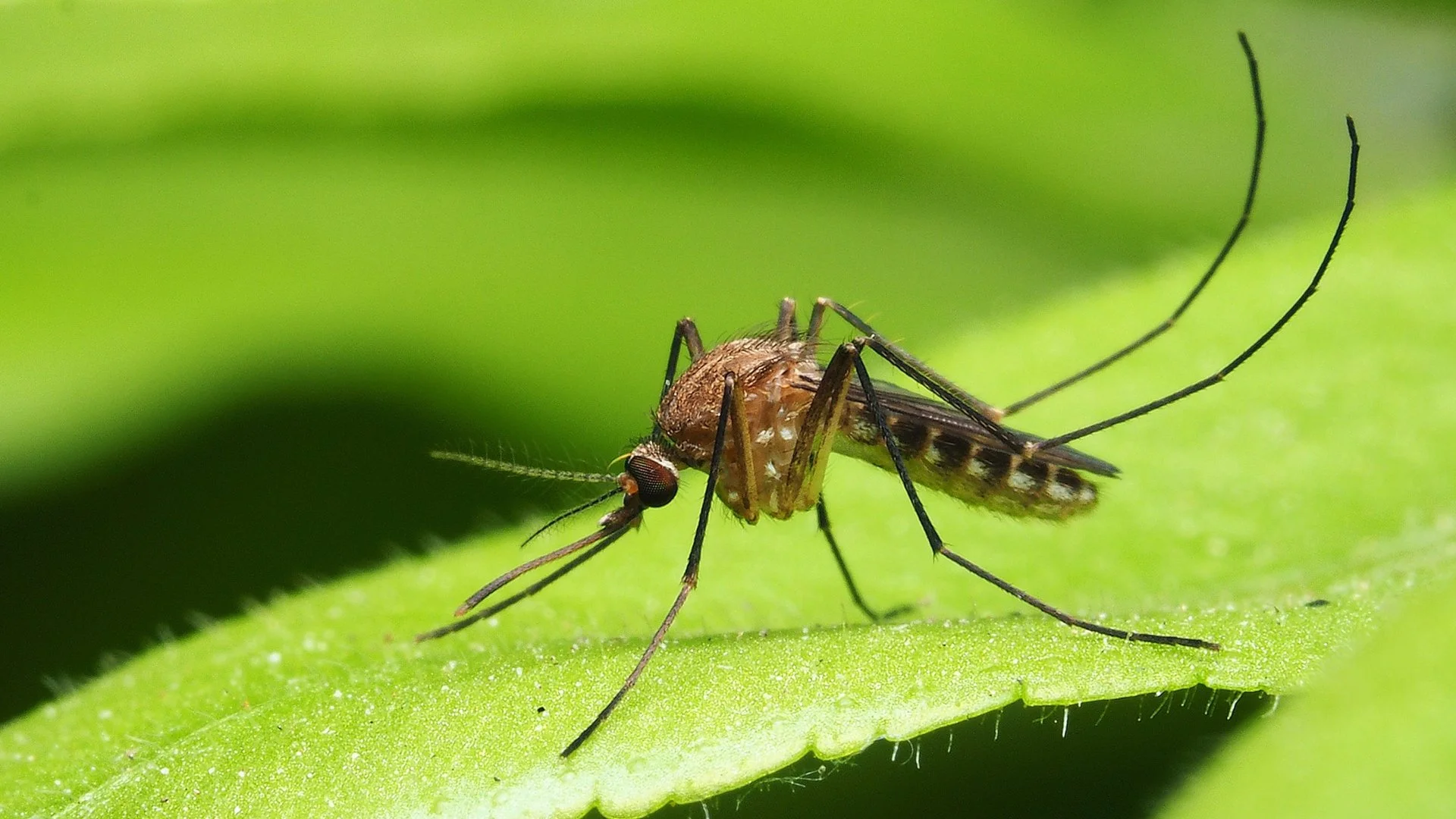 Mosquito control service being executed in Charlotte, NC.