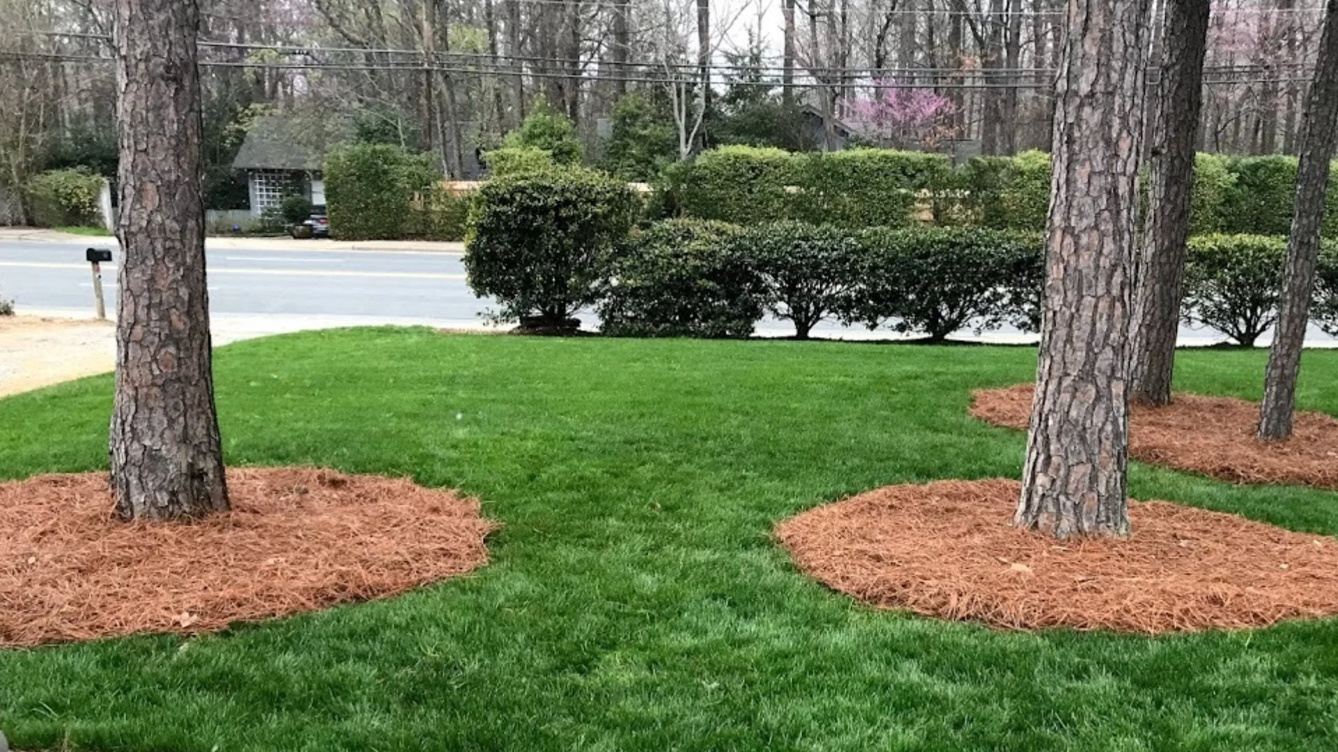 Mulch around tree on a lawn Charlotte, NC.