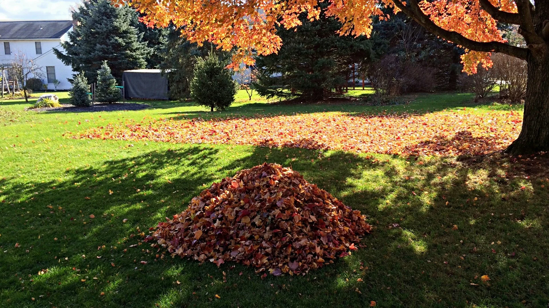 A pile of leaves that are being cleaned up for a customer in Matthews, NC.