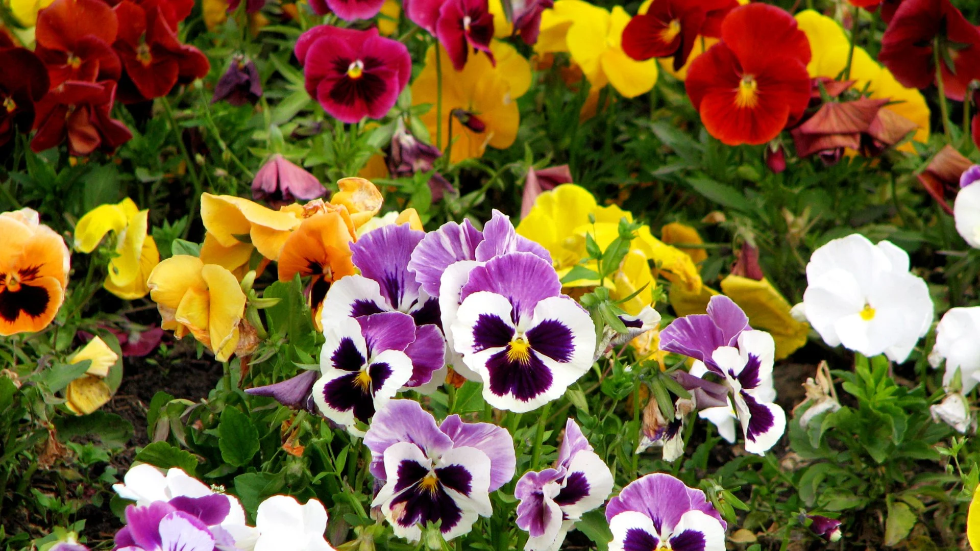 Pansy annual flowers at a home in Charlotte, NC.