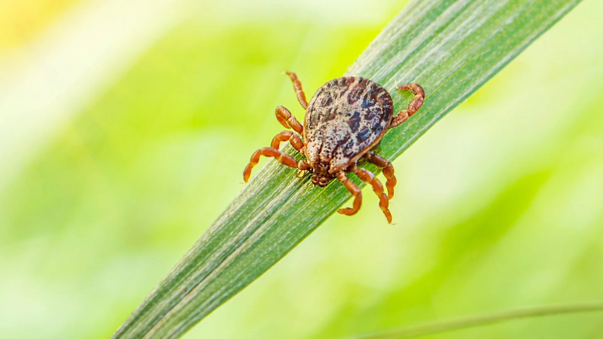 Tick on a blade of grass at a home in Matthews, NC.