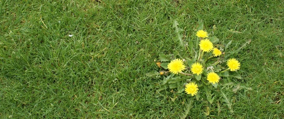 Dandelion weed on a lawn in Charlotte, NC.