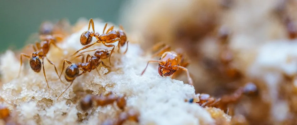 Fire ants outside their colony in Charlotte, NC.