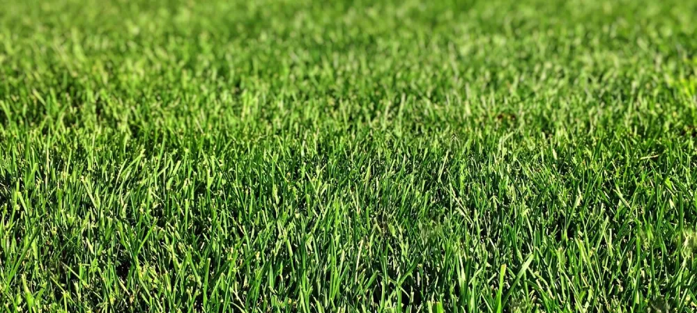 Bermuda Grass in Charlotte, NC