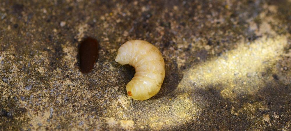 When Do Grubs Come Out in Charlotte, NC?