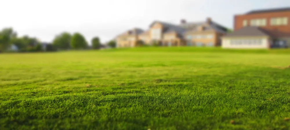 Can St Augustine Grass Grow in Charlotte, NC?