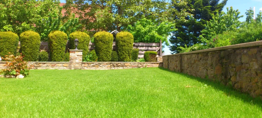 The Basic Lawn Care Guide for a Beautiful Yard