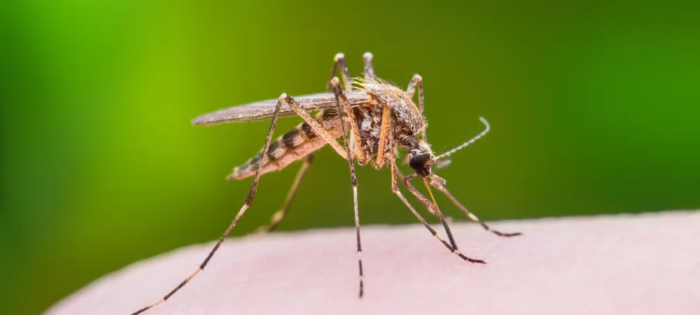 The North Carolina Mosquito Control Guide: Tips to Keep Pesky Insects Away