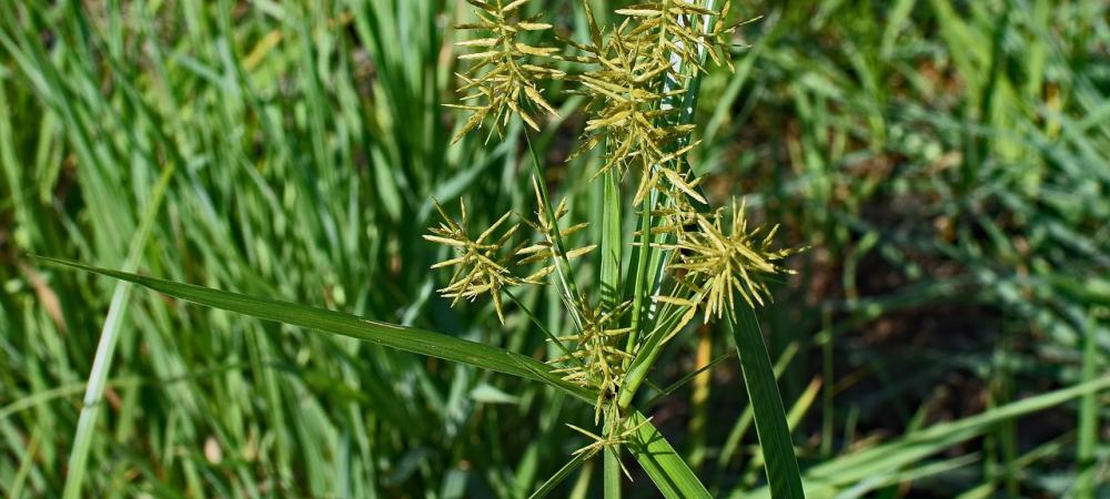 Does Nutsedge Grow in Charlotte, NC?