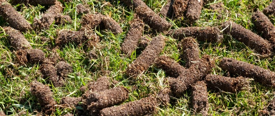 Soil plugs on a lawn in Charlotte, NC, after core aeration.