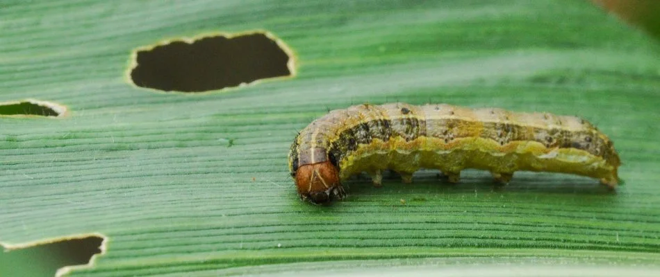 Armyworm in Charlotte, NC, chewing on a damaged grass blade.