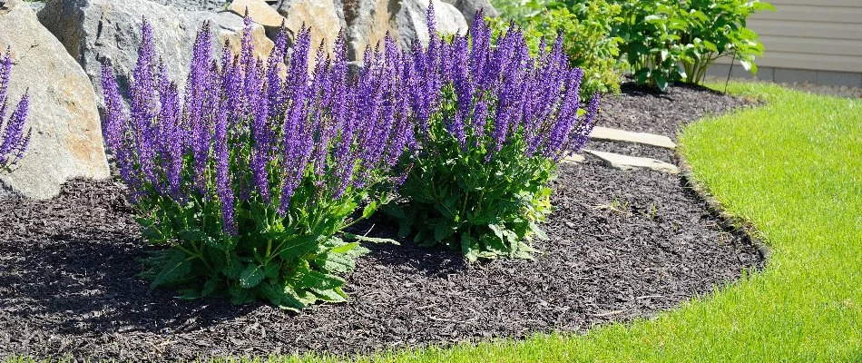 A mulch landscape bed in Charlotte, NC, with purple flowers.