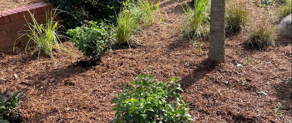 Brown mulch in a landscape with plants in Charlotte, NC.