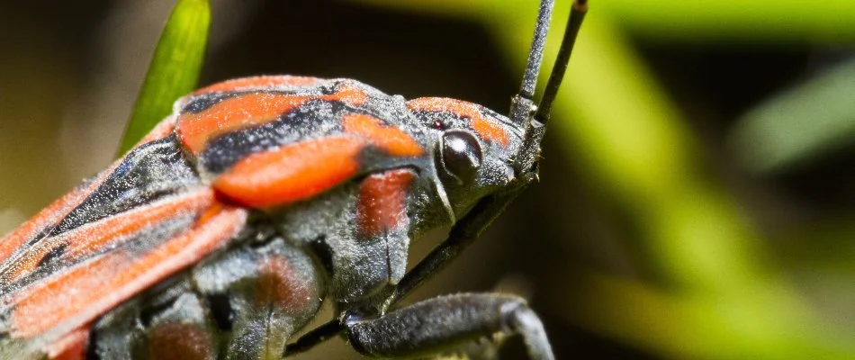 Close-up of chinch bug in Charlotte, NC.