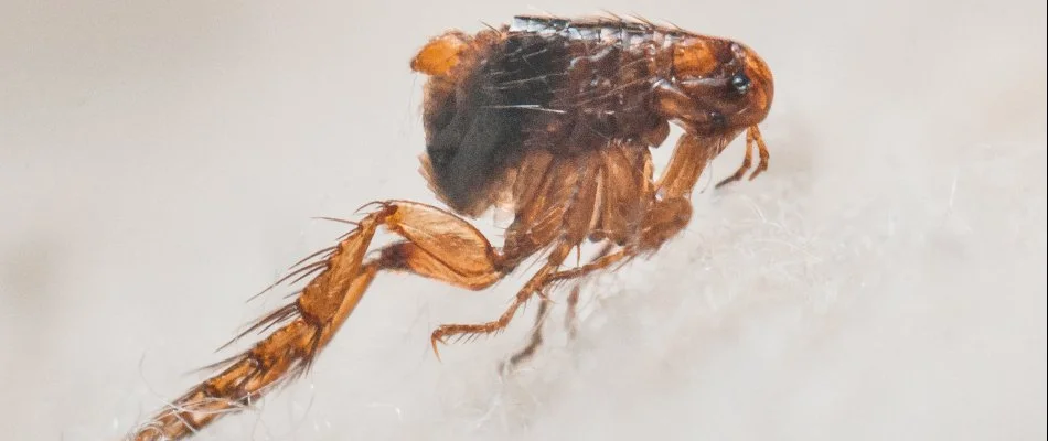 A close-up image of a flea on white fur in Charlotte, NC.