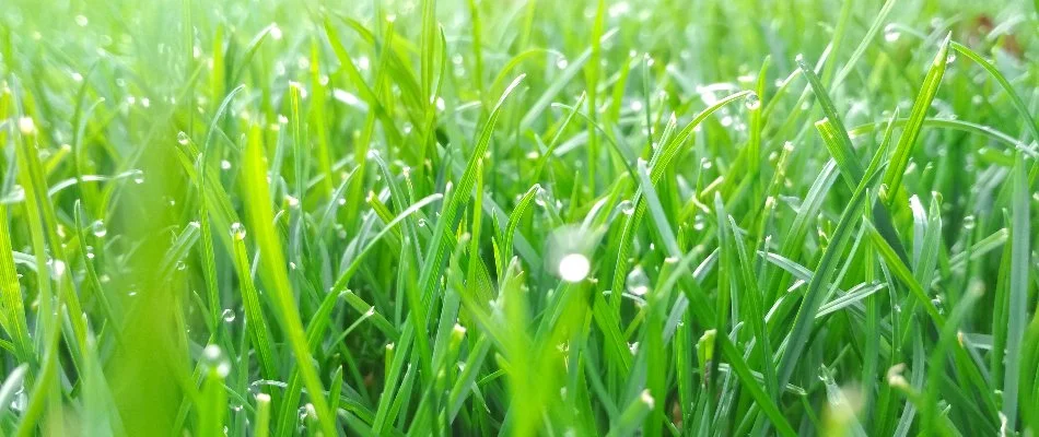 Close up of a healthy lawn in Matthews, NC.