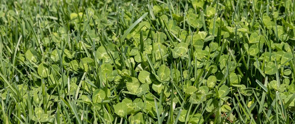 Clover weeds growing on a lawn in Charlotte, NC.