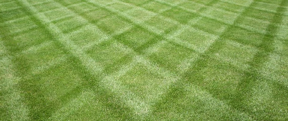 Diagonally mowed lawn in Charlotte, NC.