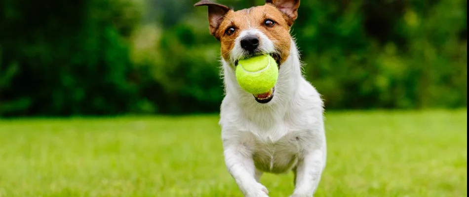 A dog in Charlotte, NC, running on a lawn with a tennis ball. 