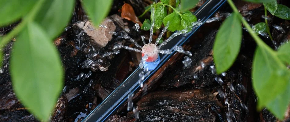 A drip irrigation system in a landscape bed in Charlotte, NC.