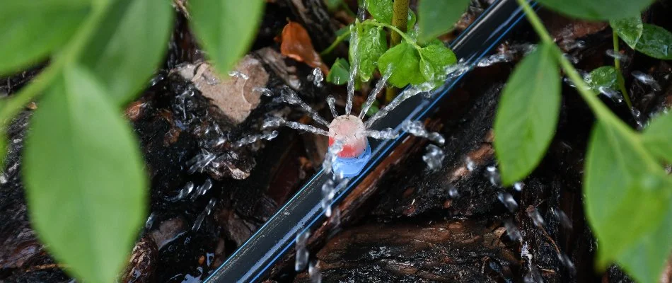 Drip irrigation emitter on a landscape bed in Waxhaw, NC.