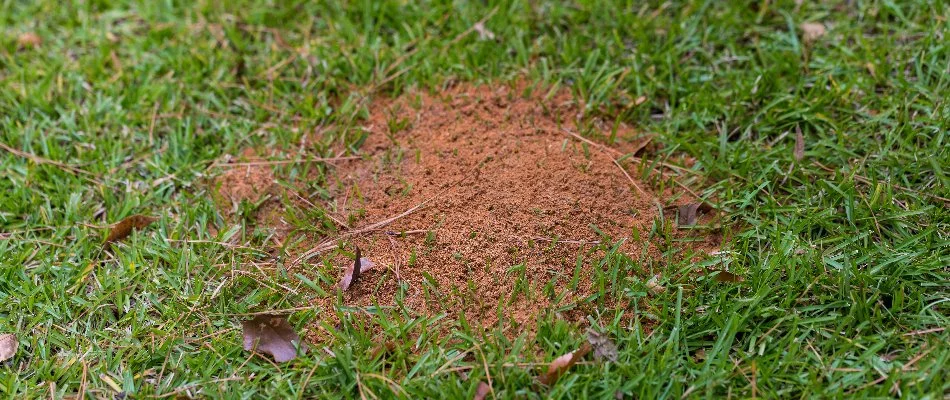 A fire ant mound on a lawn in Charlotte, NC.