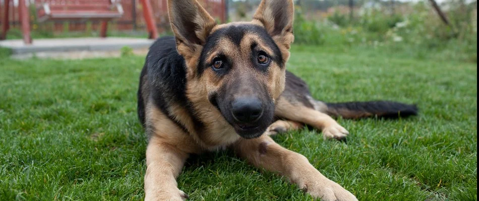 A German shepherd lying on grass in Charlotte, NC.