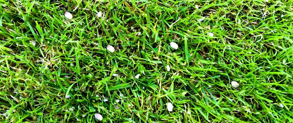 Granular fertilizer on a lawn in Charlotte, NC.