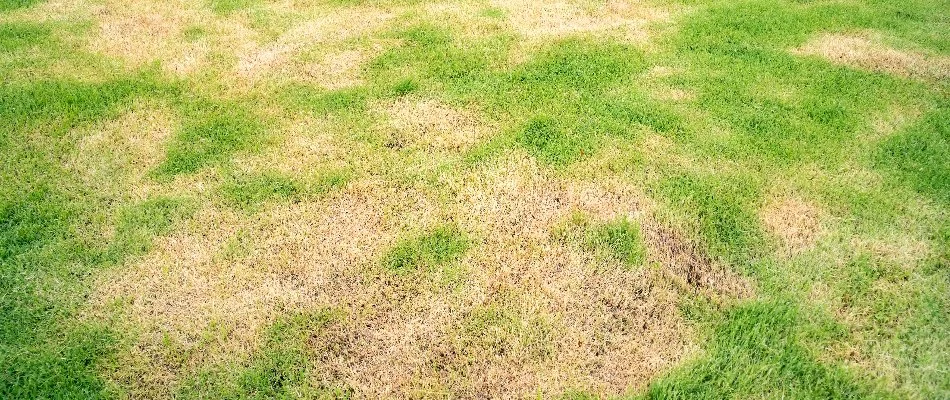 A lawn in Charlotte, NC, infected with brown patch lawn disease.