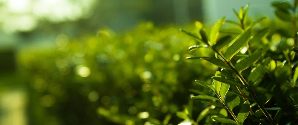 Line of shrubbery in Wesley Chapel, NC.