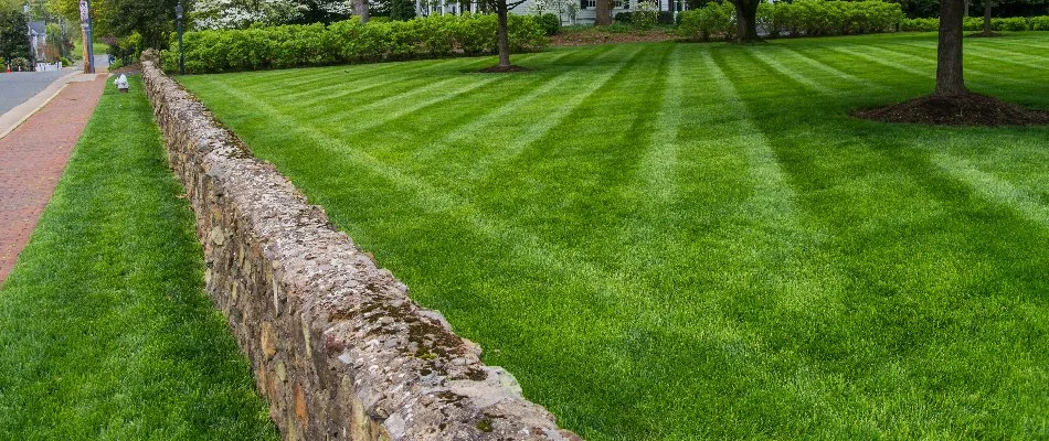 Dense turf in front yard of a home in Cornelius, NC.