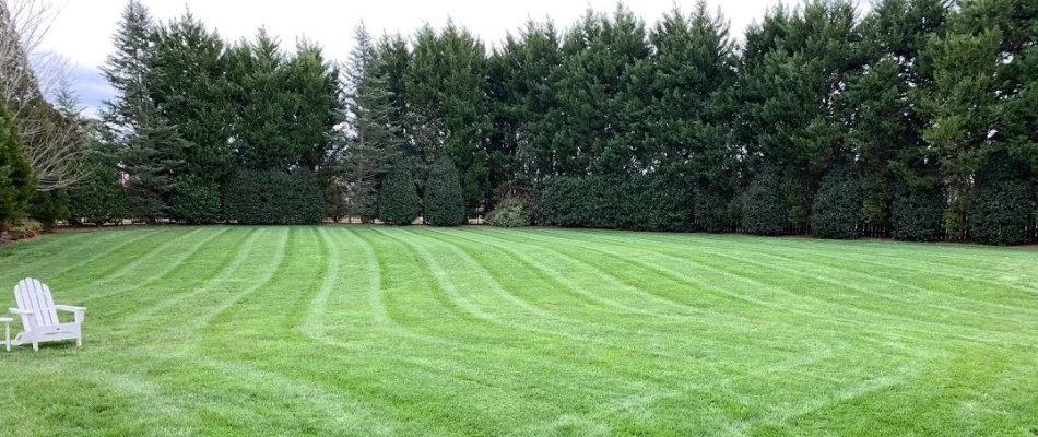 Healthy lawn and trees in Monroe, NC.