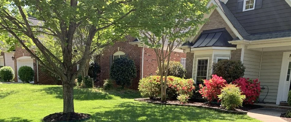 Healthy lush tree in front of a house in Belmont, NC.