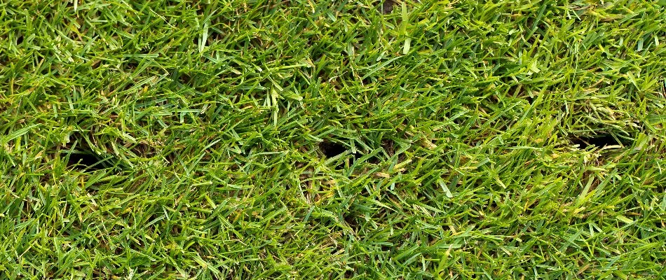 Aeration holes in a lawn located in Charlotte, NC.