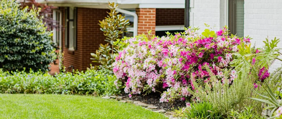 Landscape in Pineville, NC, with pink flowers and green shrubs beside a green lawn.