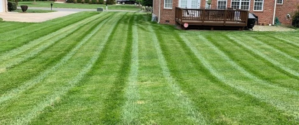 Large, green lawn in a backyard in Tega Cay, SC, with striping.